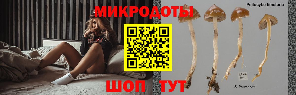 Псилоцибиновые грибы Psilocybine cubensis Кудрово